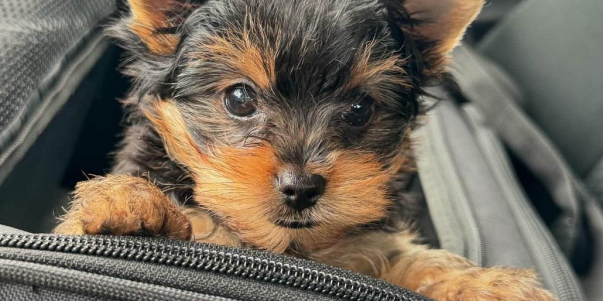 Marta Mini Yorkshire Terrier Kaufen: Ein Leitfaden für Interessierte
